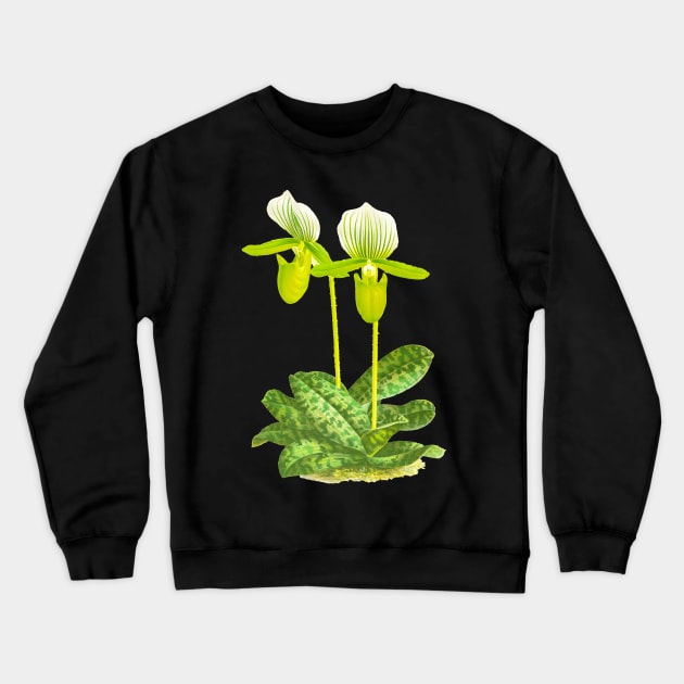 Green Lady slipper orchid - Paphiopedilum lawrenceanum var Hyeanum - botanical illustration Crewneck Sweatshirt by chimakingthings